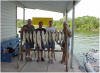 Lake Whitney Marina